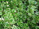 Marginatus